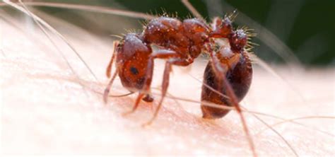 About The Program National Fire Ant Eradication Program