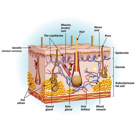 Premium Vector | Structure of human skin cells