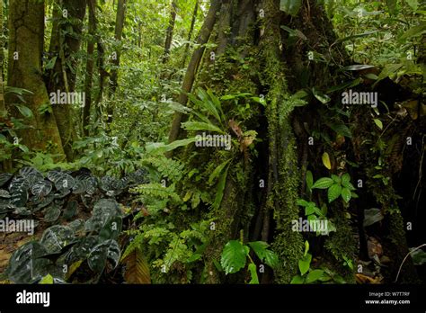 Amazon rainforest interior view. Tiputini Biodiversity Station, Amazon ...