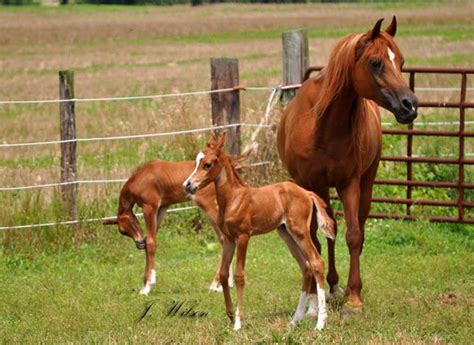 Twins in Horses