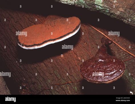 Staffa Funghi Ganoderma Sp Che Cresce Su Un Tronco Di Albero Questi