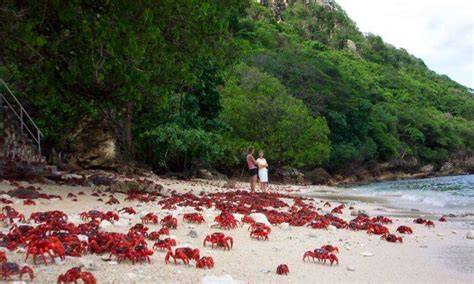 ‘Fascinating’: Red Crabs Marching on Christmas Island | The Epoch Times