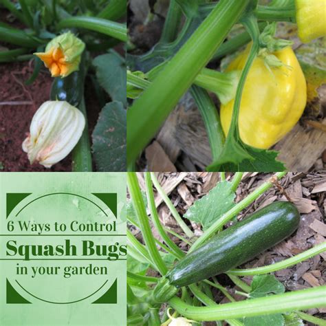 7 Ways To Get Rid Of Squash Bugs In Your Garden Naturally Garden