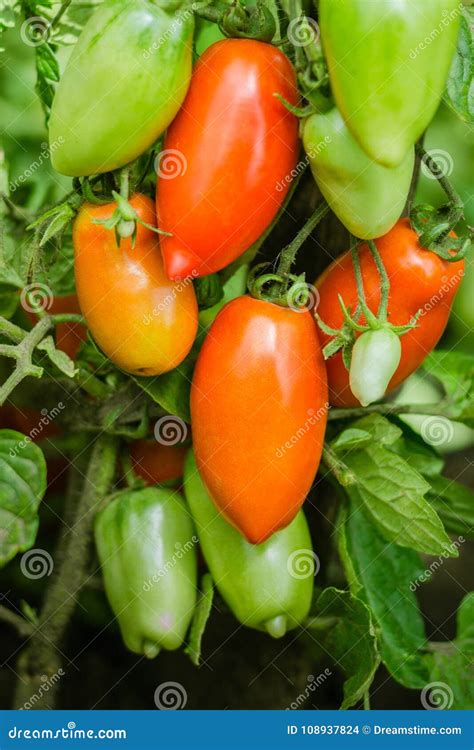 Natural Tomato From A Bush Stock Photo Image Of Natural 108937824