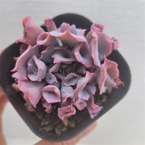 Echeveria Trumpet Pinky Dk Succulents Korea Rare Korean Succulents