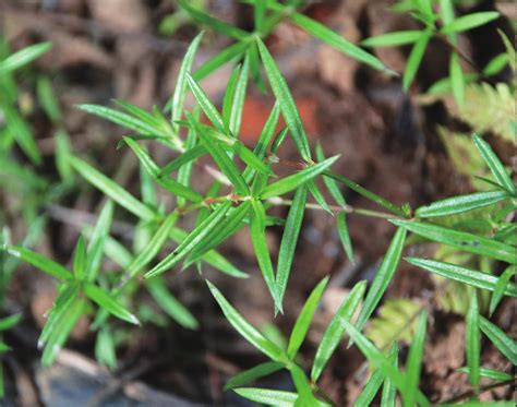 白花蛇舌草 白族药用植物图 医学