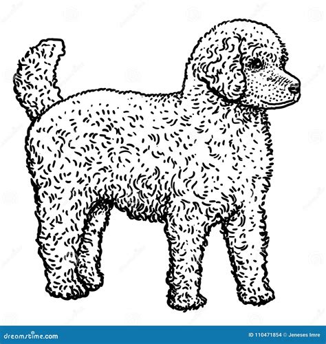 Perro Caniche Dibujo Dibujo De Caniche Para Colorear Dibujos Net