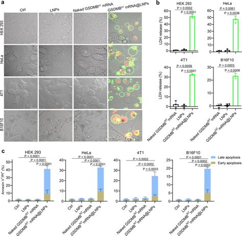 Luc B F Cells Atcc Bioz