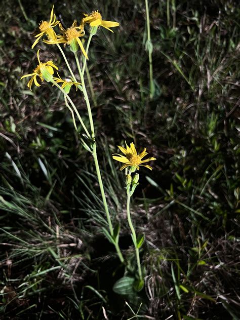 Arnica Acaulis Walter Britton