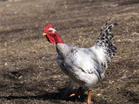 Bald Rooster Stock Photos Free And Royalty Free Stock Photos From