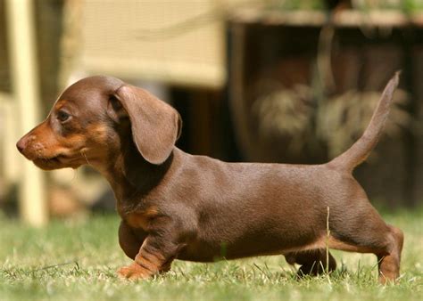 How Long Until A Miniature Dachshund Is Fully Grown At Sammie Eng Blog