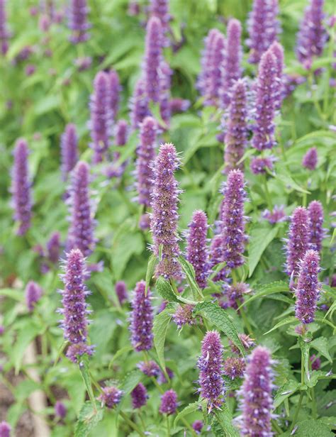 Agastache Liquorice Blue Tesselaar