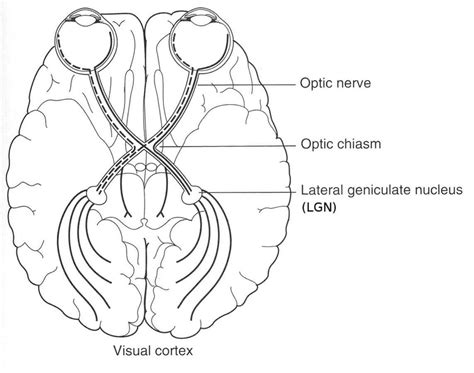 Optic Nerve Pathway