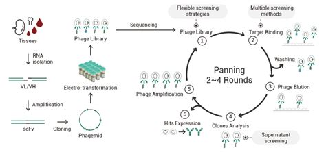 Antibody Phage Display Platform | Sino Biological