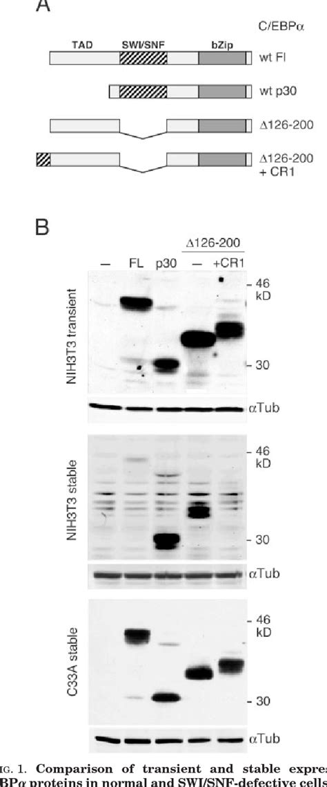 Figure 1 from The CCAAT Enhancer binding Protein α C EBPα Requires a