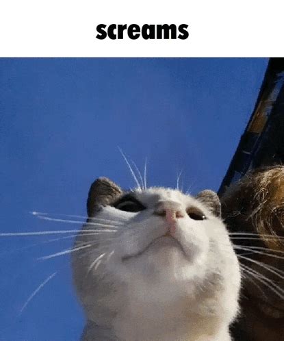 cat scream screams gif cat scream scream screams discover share gifs