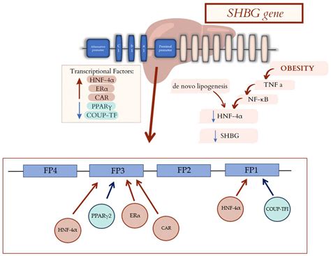 New Insights In The Diagnostic Potential Of Sex Hormone Binding