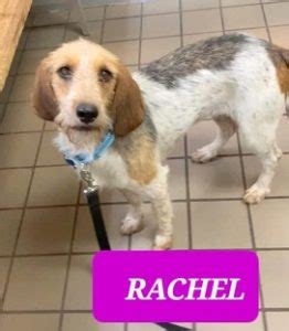 RACHEL- female PBGV (Petit Basset Griffon Vendeen) mix-Adopted | Last ...