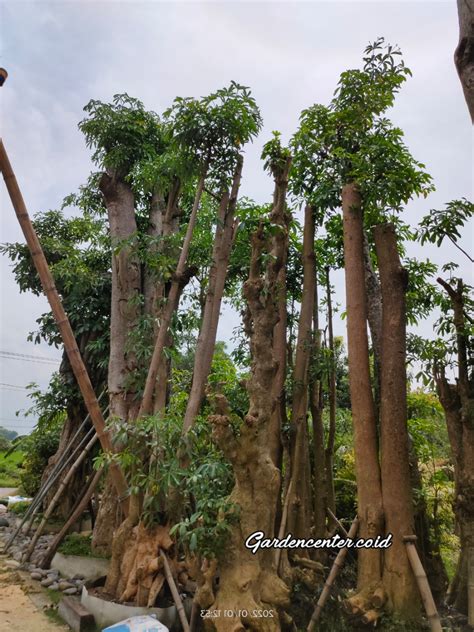 Jual Pohon Pule Depok Harga Jenis Pohon Pule Taman