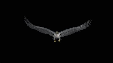 Peregrine Falcon Ii Gliding Flapping Stock Footage Video