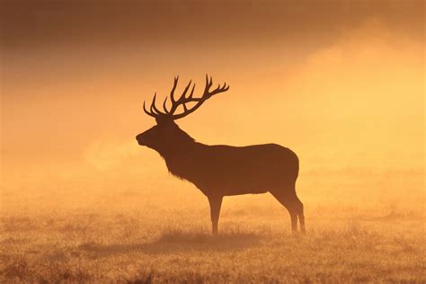 Elk Wallpaper (51+ images)