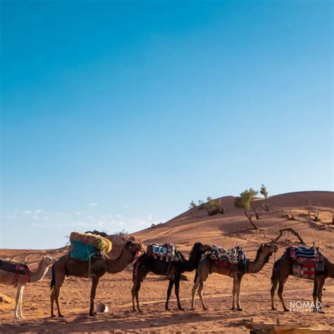 Best Zagora Desert Tours From Marrakech Pricing Tickets