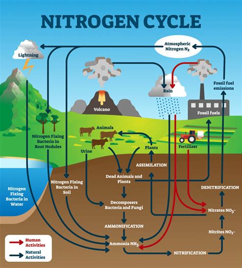 Nitrogen Cycle For Kids Worksheet