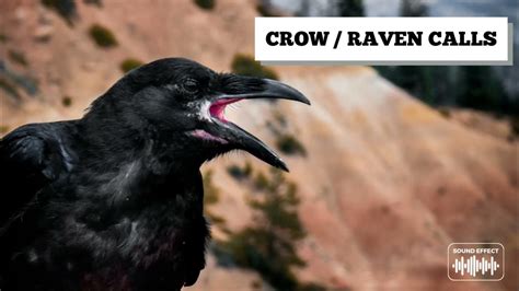 Crow Call | Raven Call Sound Effects | Crow Cawing Animal Sounds Squawk ...