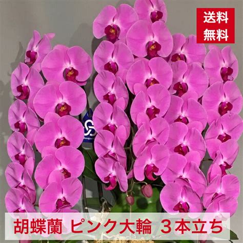 【楽天市場】胡蝶蘭 ピンク 3本立ち 送料無料 開店 開業 開院 オープン 周年 御祝 お祝い 祝 就任 昇進 竣工 新築 移転 栄転 当選