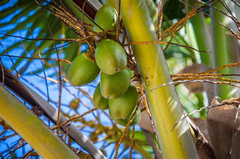 Coconuts In A Palm Tree Belize License Image 71161099 Lookphotos