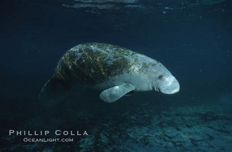 West Indian Manatee Trichechus Manatus Three Sisters Springs Crystal