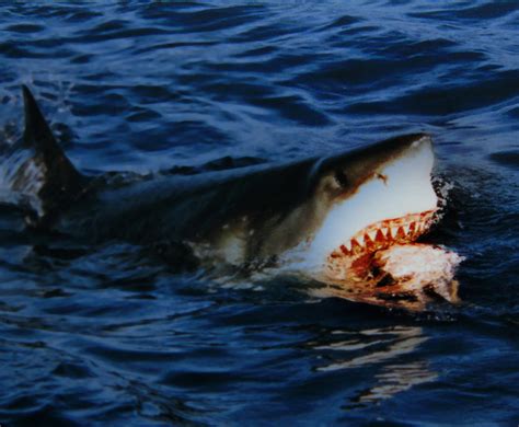 Filegreat White Shark Is Going For A Bait Wikipedia