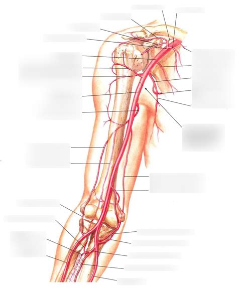 Brachial Artery Diagram Quizlet