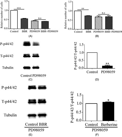 Berberine Inhibits Endothelial Cell Proliferation Via Repressing Erk12