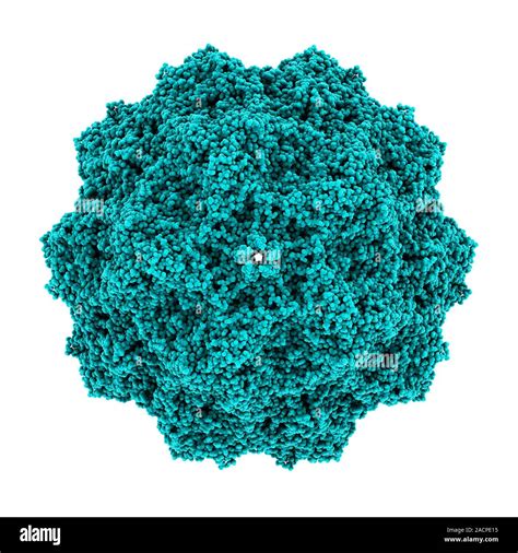 Canine Parvovirus Capsid Molecular Model Canine Parvovirus Type