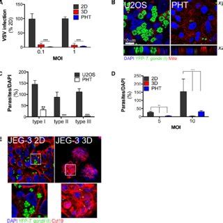 [PDF] A three-dimensional culture system recapitulates placental syncytiotrophoblast development ...