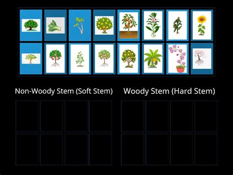 Classify the following plants to the correct types of stem - Group sort