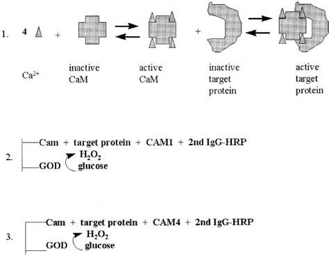 Ž 1 Hypothetical scheme of sequential activation of a target protein