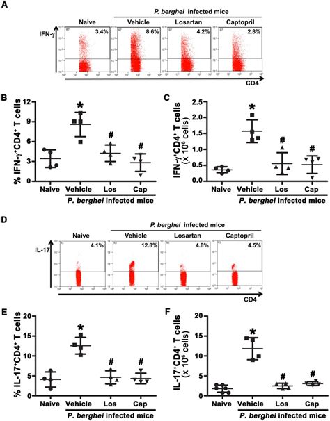 T Cells From Naive Mice And Mice Infected With P Berghei Anka Treated Download Scientific