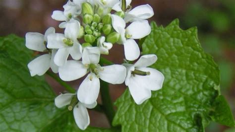 Come Far Fiorire Una Pianta Di Rosmarino Guida E Consigli