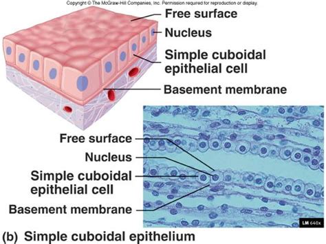 Simple Cuboidal Epithelial Tissue Diagram