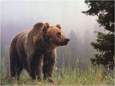 Grizzly Bear Wallpapers - Wallpaper Cave