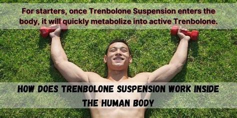 What Is Tren Best Overview On Trenbolone In Bodybuilding