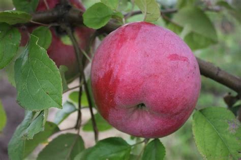 Яблоня "Флорина": описание сорта, фото, отзывы