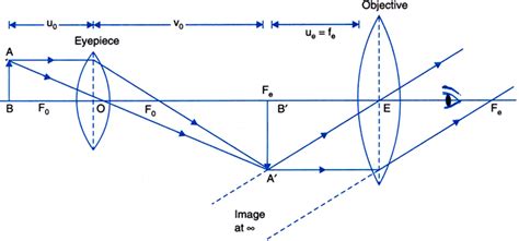 Diagram Of Compound Microscope Homework Help Mycbseguide