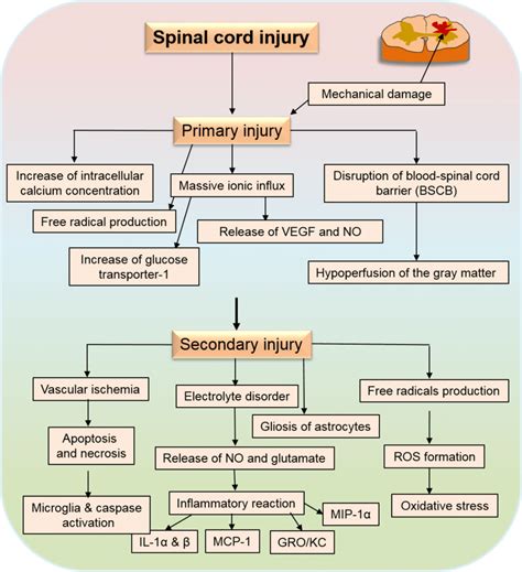 Pathophysiology Of Spinal Cord Injury