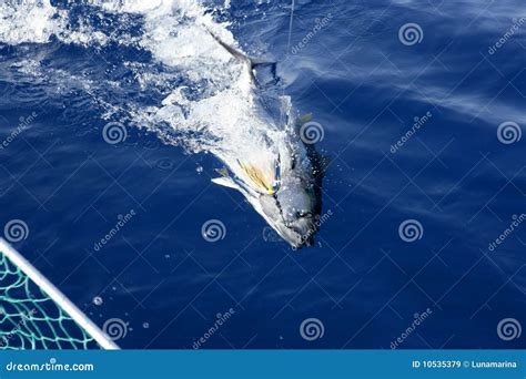 Pesca Mediterrânea E Liberação Do Atum Azul Da Aleta Imagem de Stock