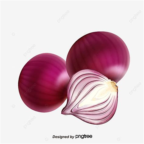 Gambar Bawang Besar Clipart Bawang Bawang Besar Sayur Sayuran PNG