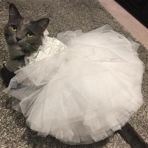 OnnPnnQ 2019 New Summer Princess Pet Cat Wedding Dress Sweet Dog Mesh Skirt Solid Clothes Pet ...