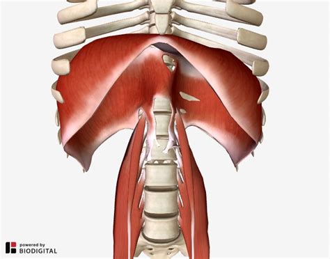 Everything You Need To Know About The Iliopsoas Hip